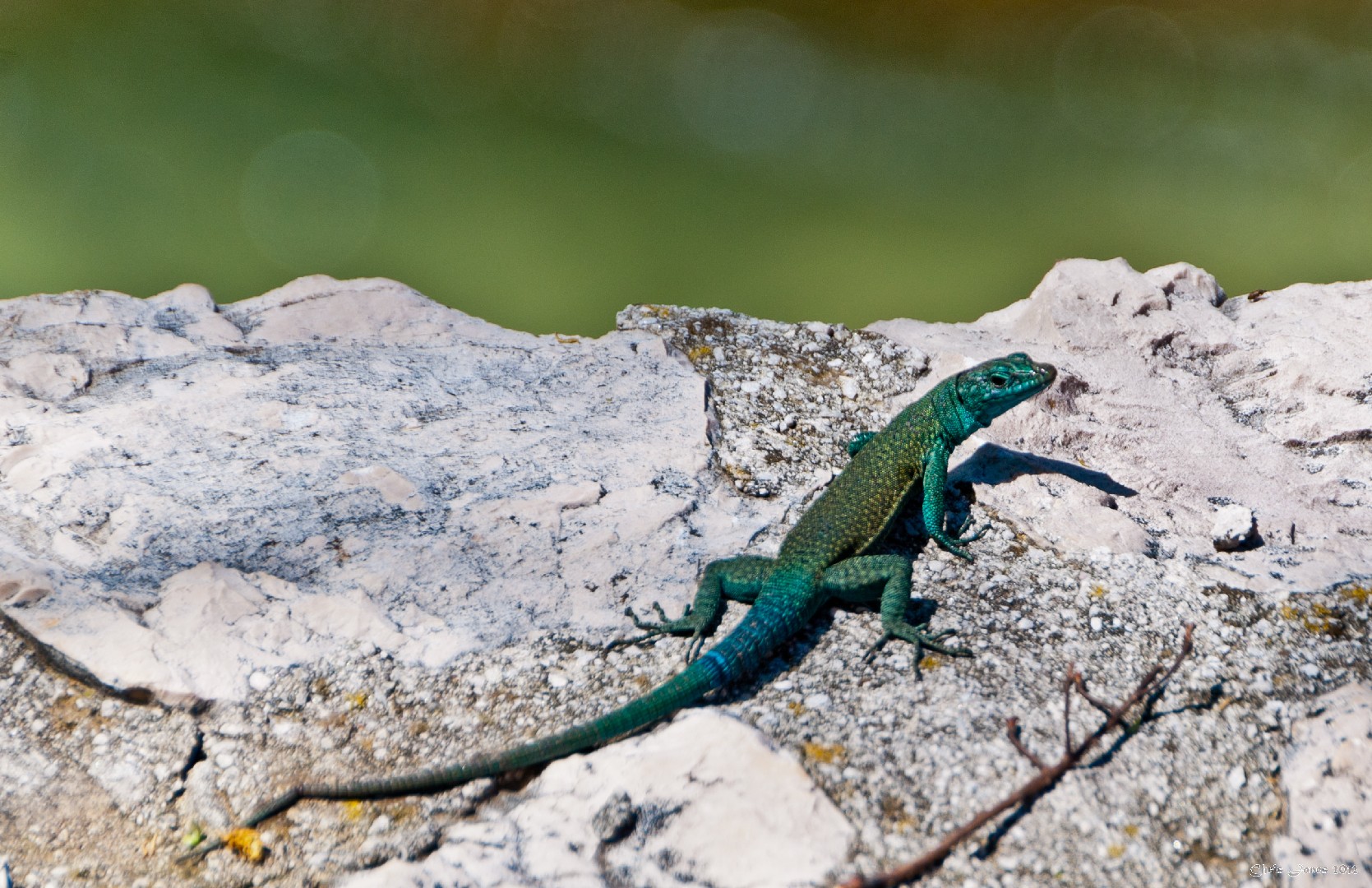 Dalmatolacerta (Dalmatolacerta)