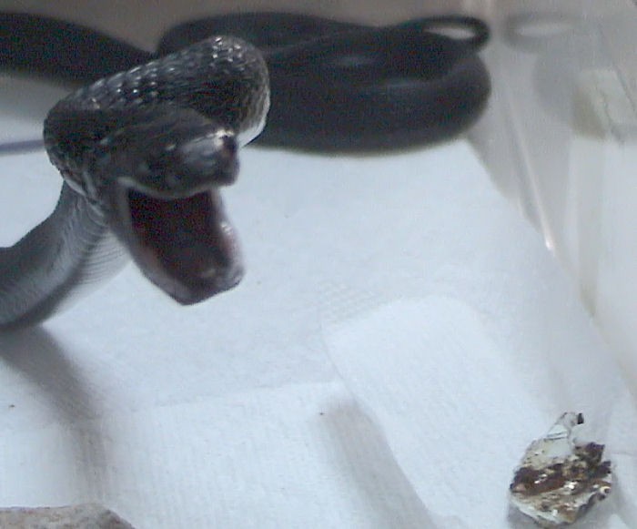 Afrikanische eierschlangen (Dasypeltis)