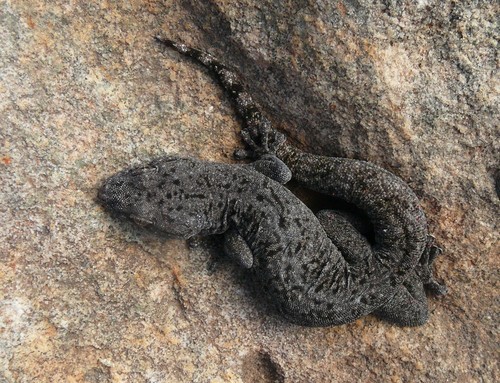 South african dwarf leaf-toed geckos (Goggia)