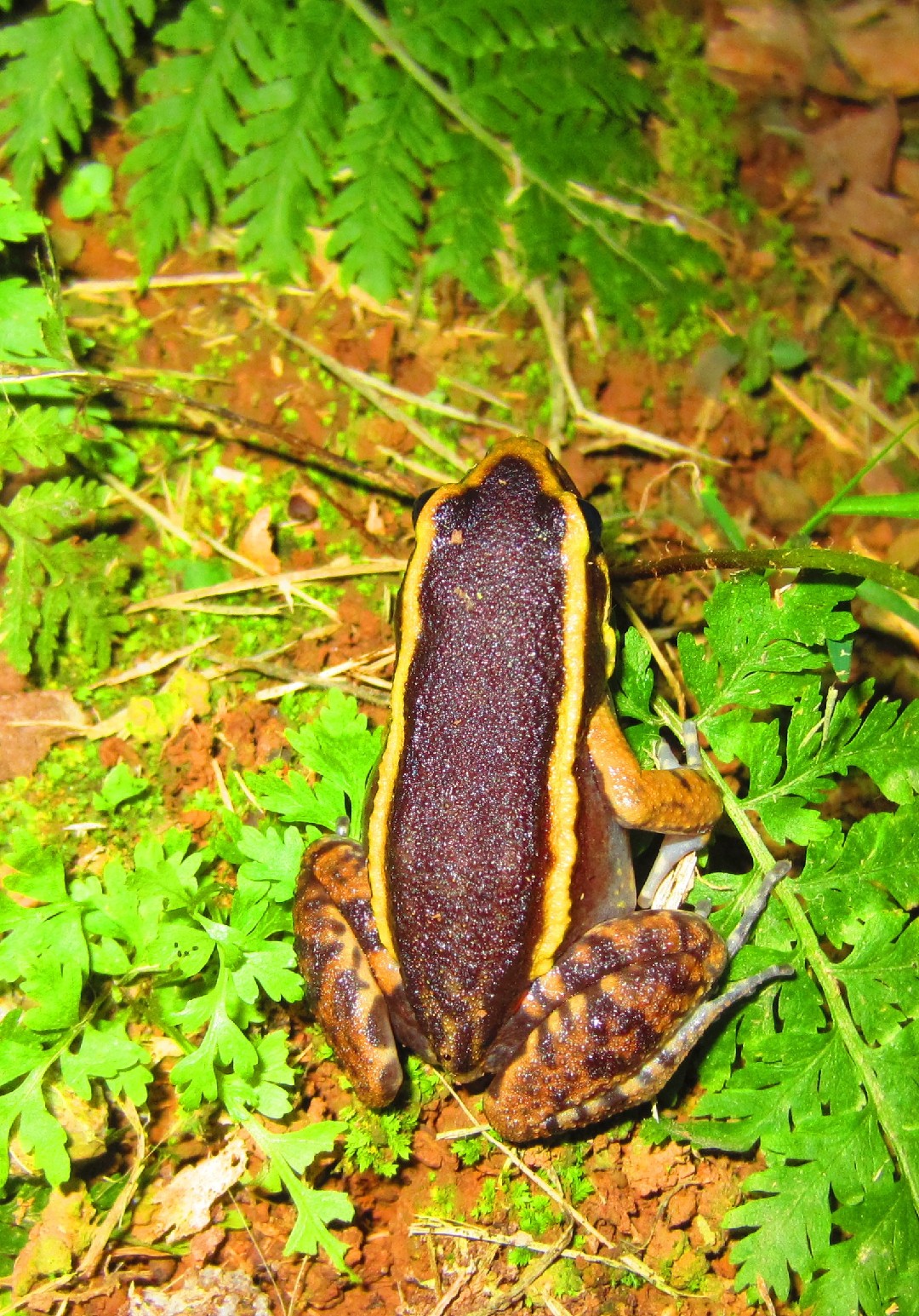 Ditch frogs (Leptodactylus)