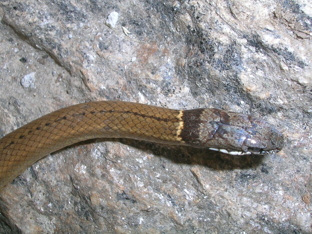 フルートヘビ属 (Sibynophis)