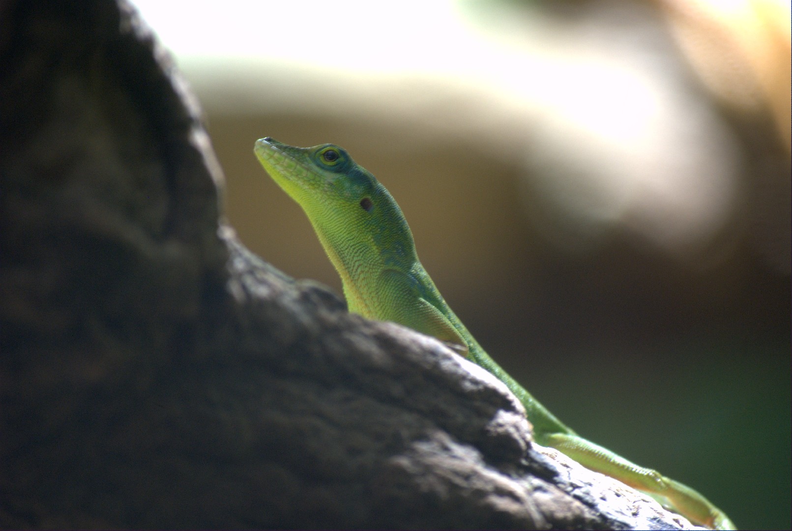 Anolis chlorocyanus (Anolis chlorocyanus)