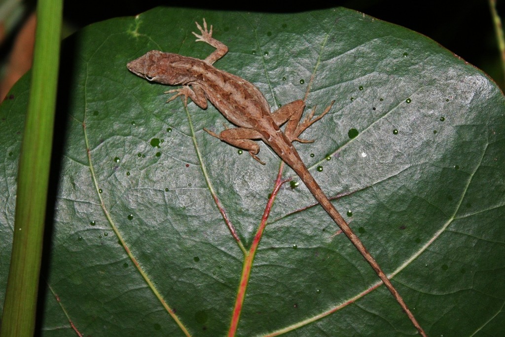 Cubitas anole (Anolis jubar)