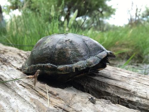 Rough-footed mud turtle (Kinosternon hirtipes)
