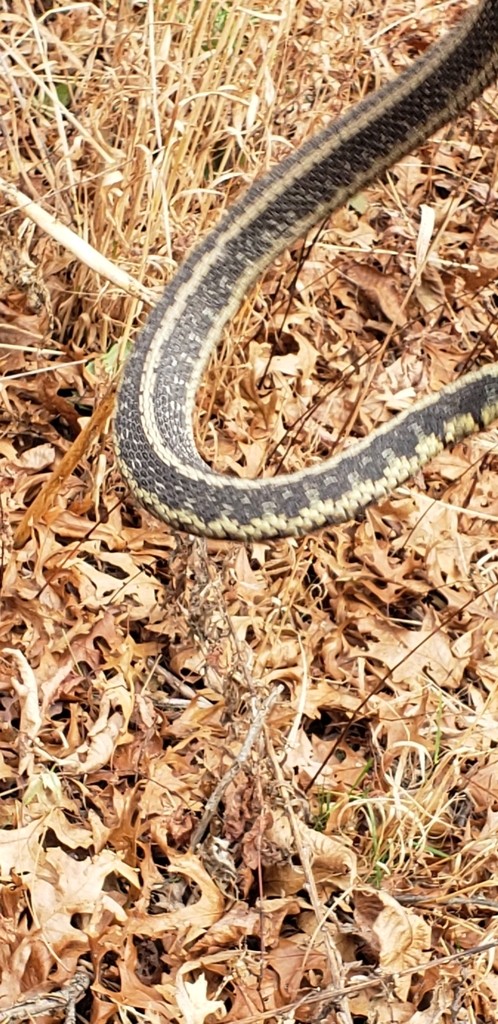Thamnophis sirtalis semifasciatus (Thamnophis sirtalis semifasciatus)
