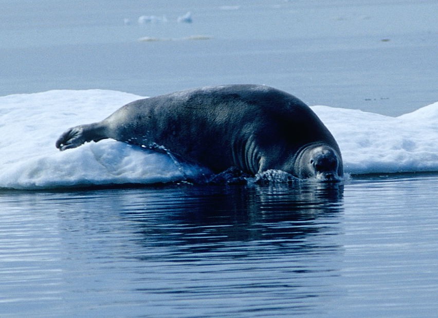 Bearded seal (Erignathus)