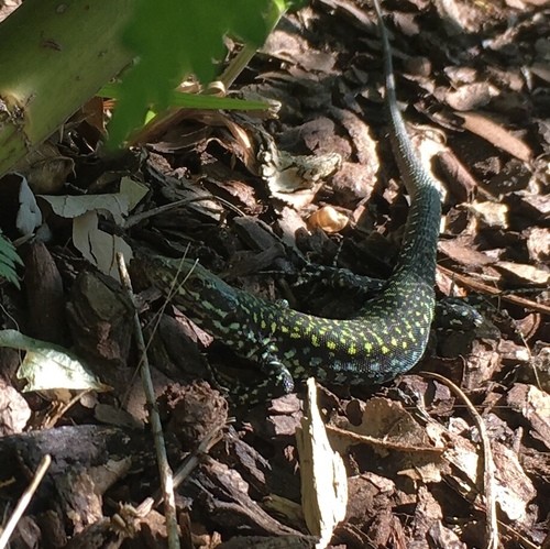 Podarcis muralis nigriventris (Podarcis muralis nigriventris)