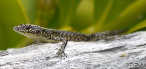 Moko uri uri (Cryptoblepharus poecilopleurus)