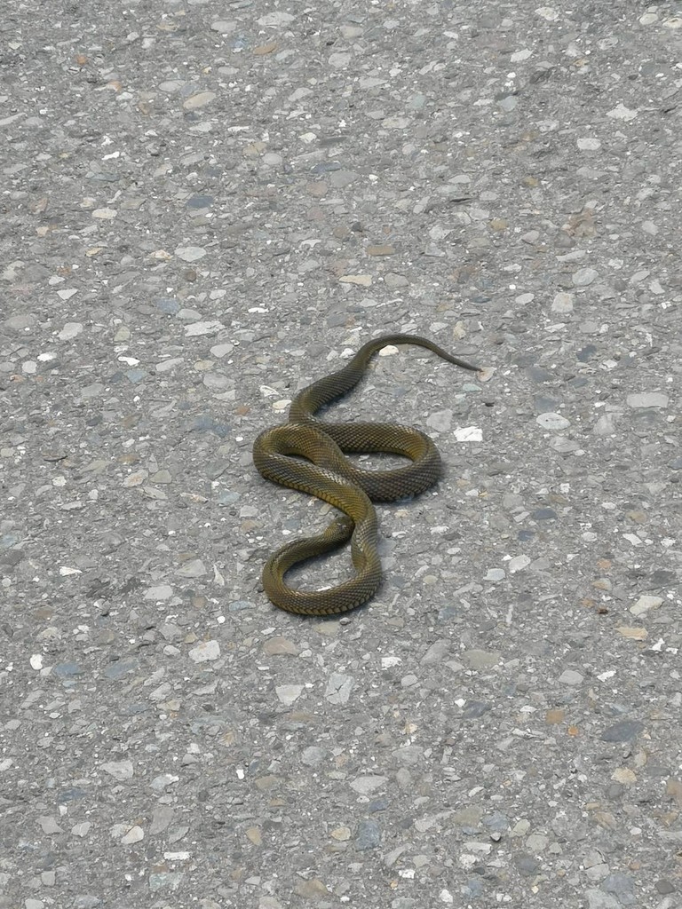 Odd-scaled snakes (Achalinus)