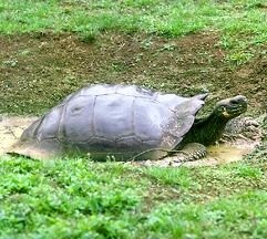 Galápagos giant tortoises and allies (Chelonoidis)