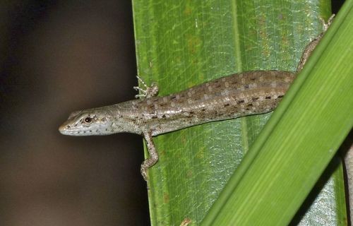 Shadeskinks (Saproscincus)