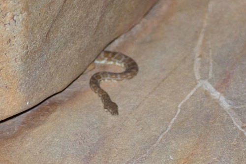 Stimsons python (Antaresia stimsoni)