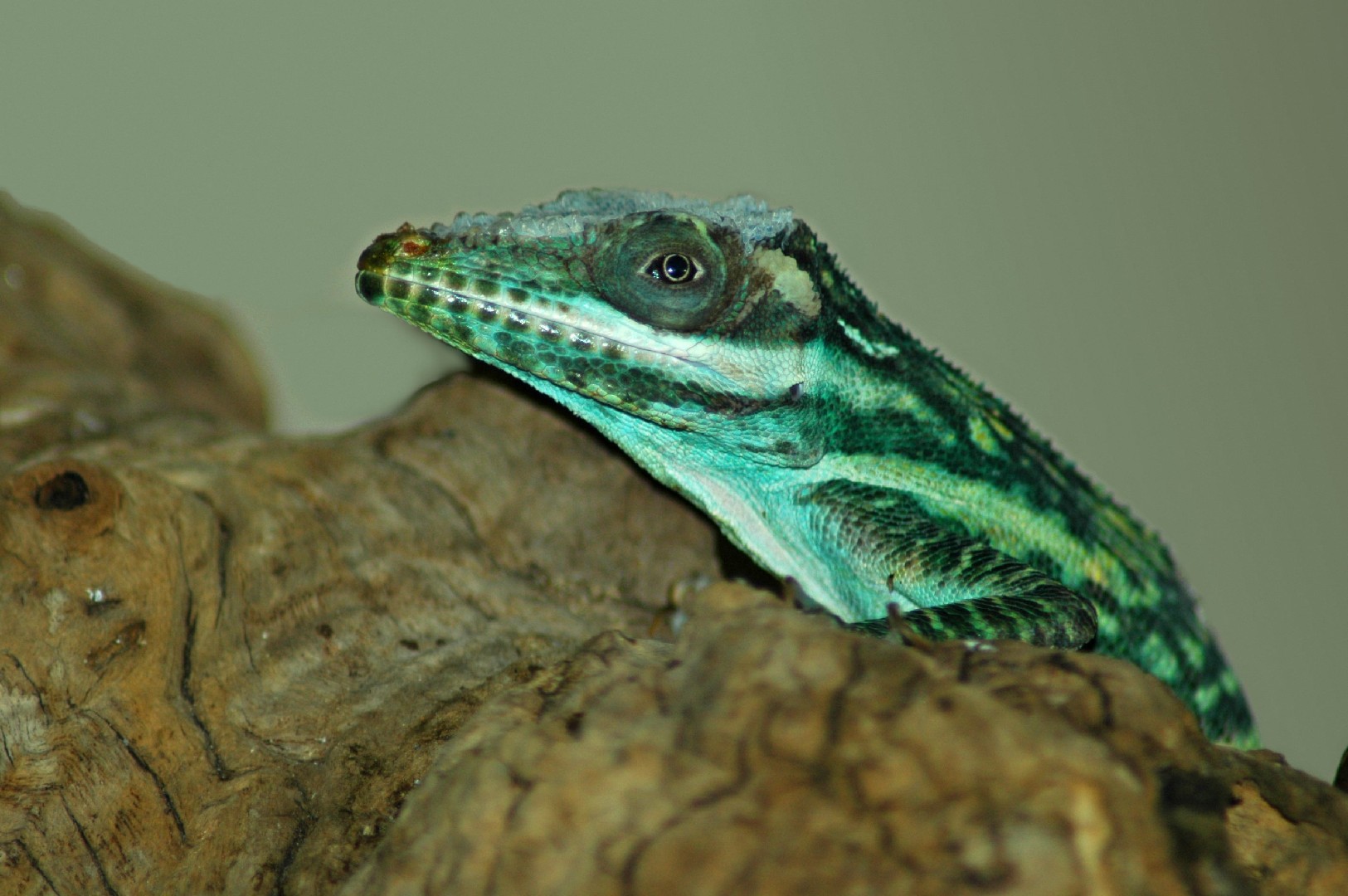 Anolis smallwoodi (Anolis smallwoodi)