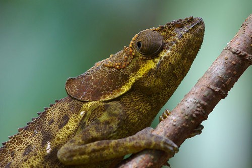 Cryptic chameleon (Calumma)