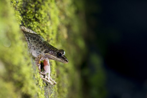 Swinhoe's brown frog (Odorrana swinhoana)