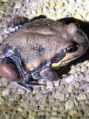Australian swamp frogs (Limnodynastes)
