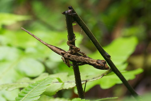Anolis humilis (Anolis humilis)