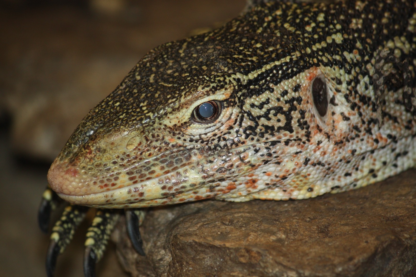 Varanus ornatus (Varanus ornatus)