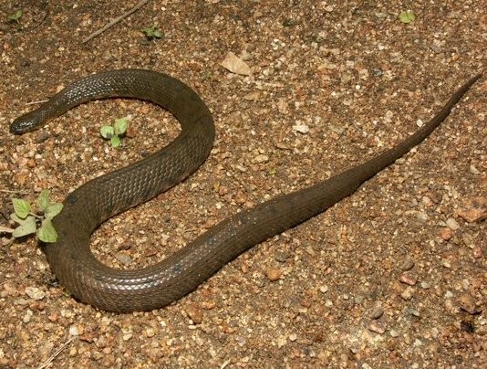 African brown water snake (Afronatrix anoscopus)