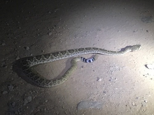 Crotalus ruber lucasensis (Crotalus ruber lucasensis)