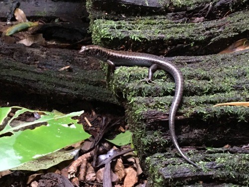 Blue-speckled forest-skink (Silvascincus murrayi)