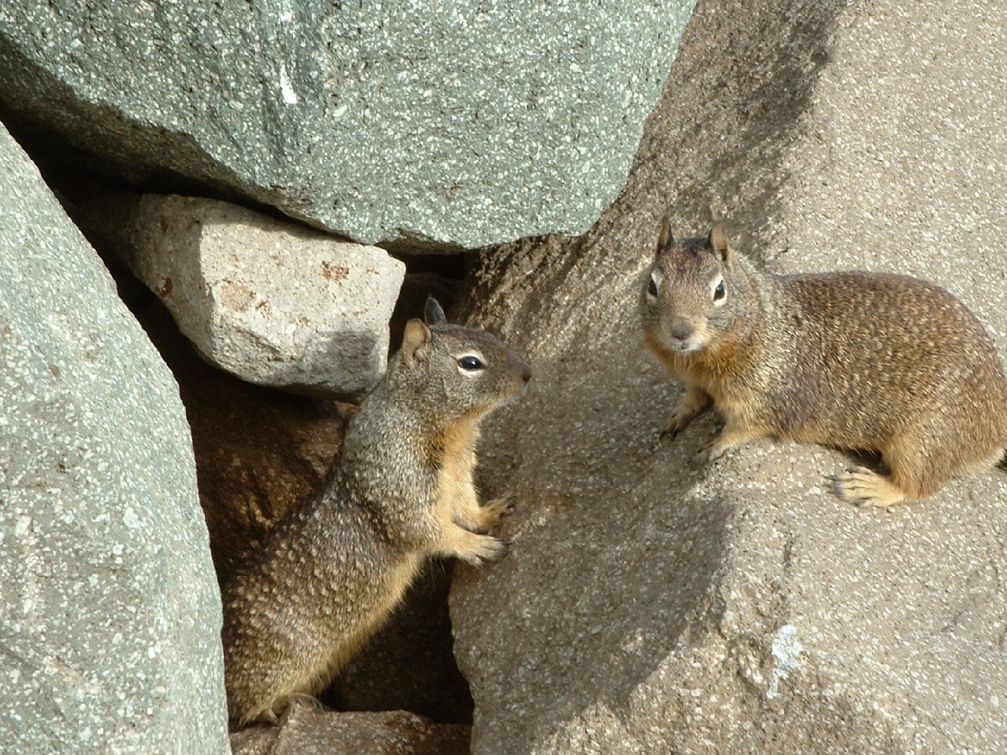 North american rock squirrels (Otospermophilus)