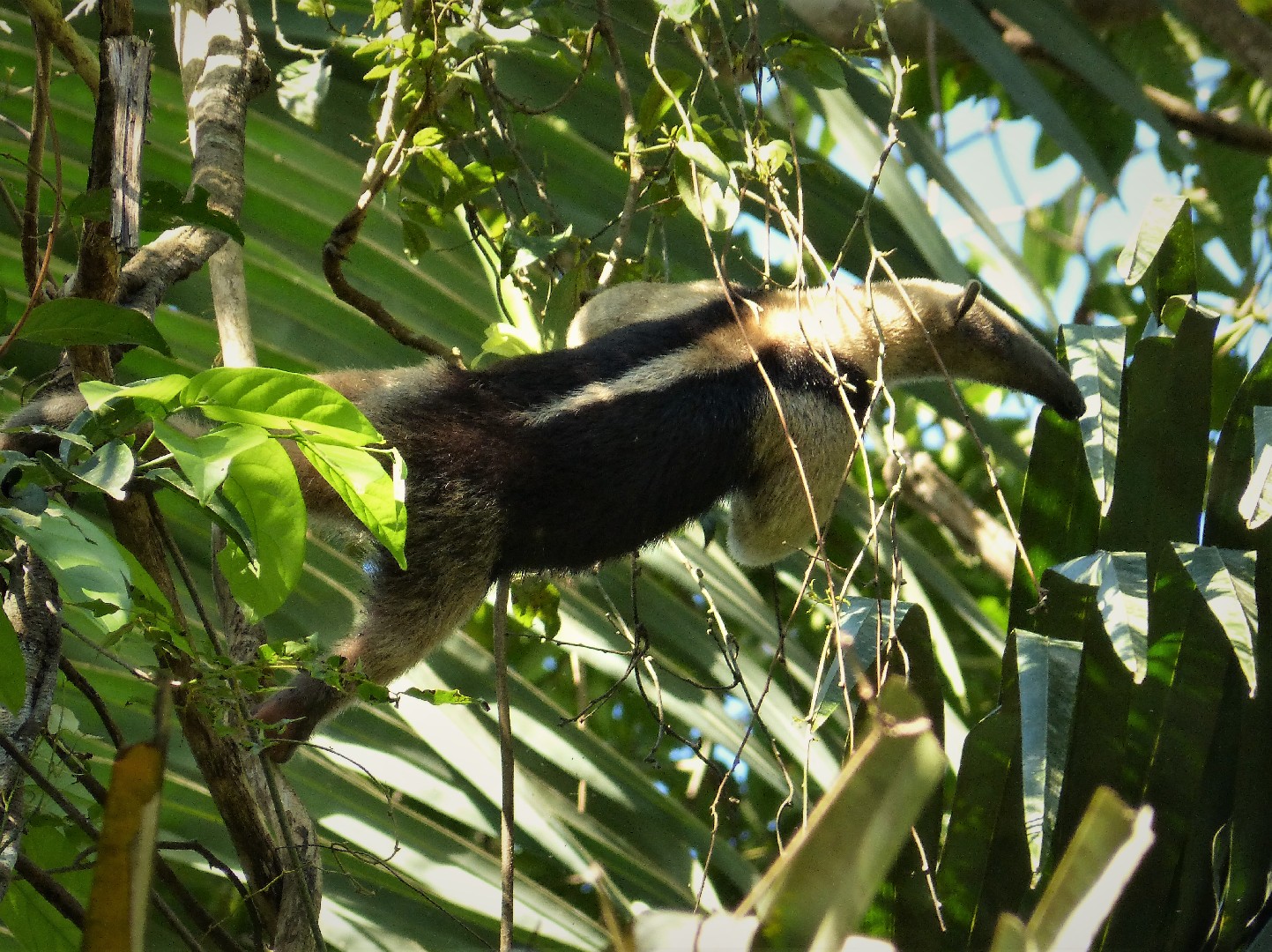 Anteater (Tamandua)