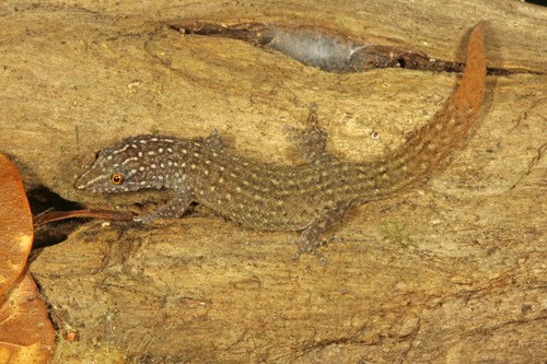 Antillen-kugelfingergecko (Sphaerodactylus argus)
