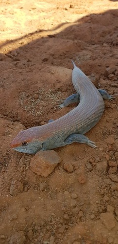 Great desert skink (Liopholis kintorei)