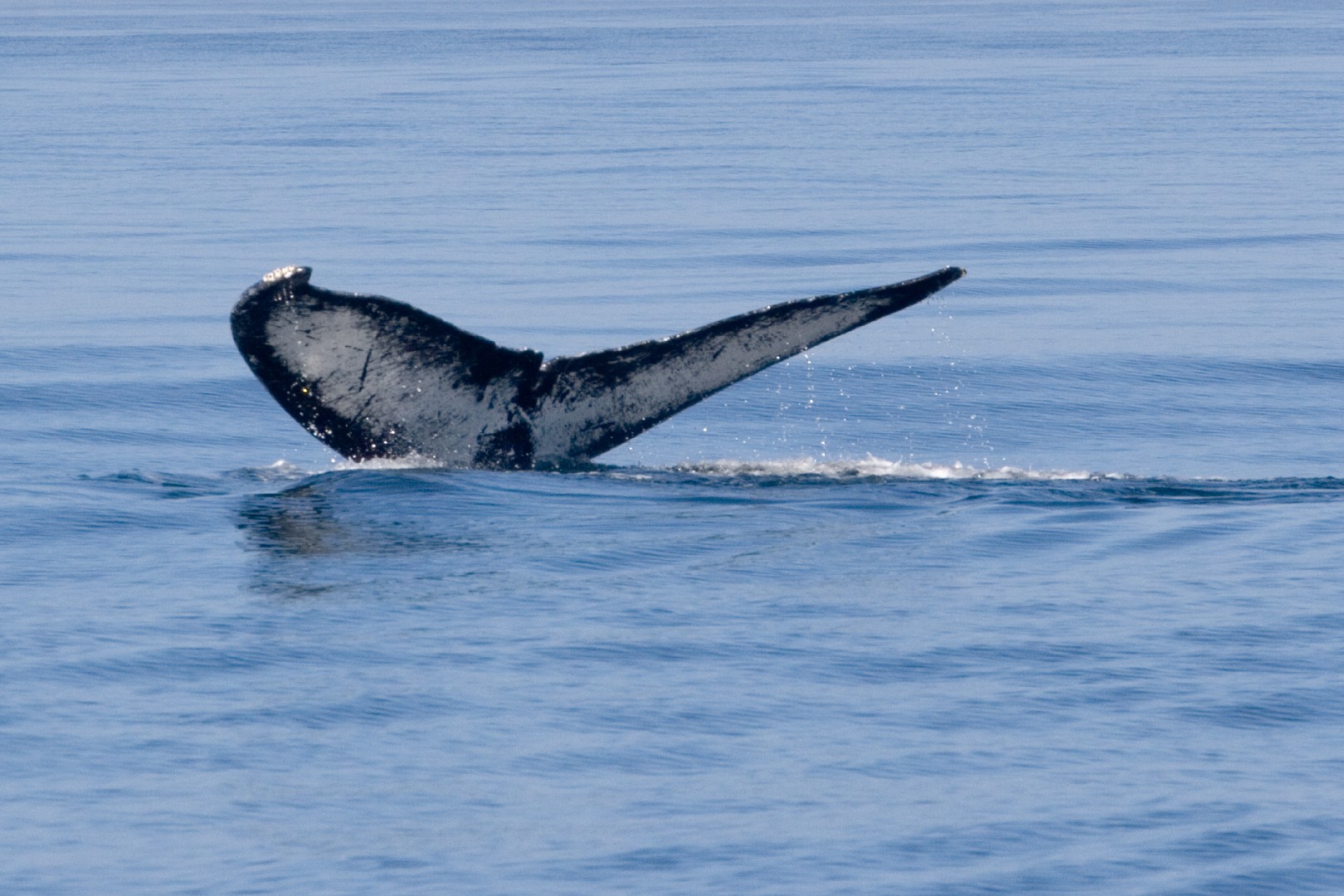 Humpback whale (Megaptera)