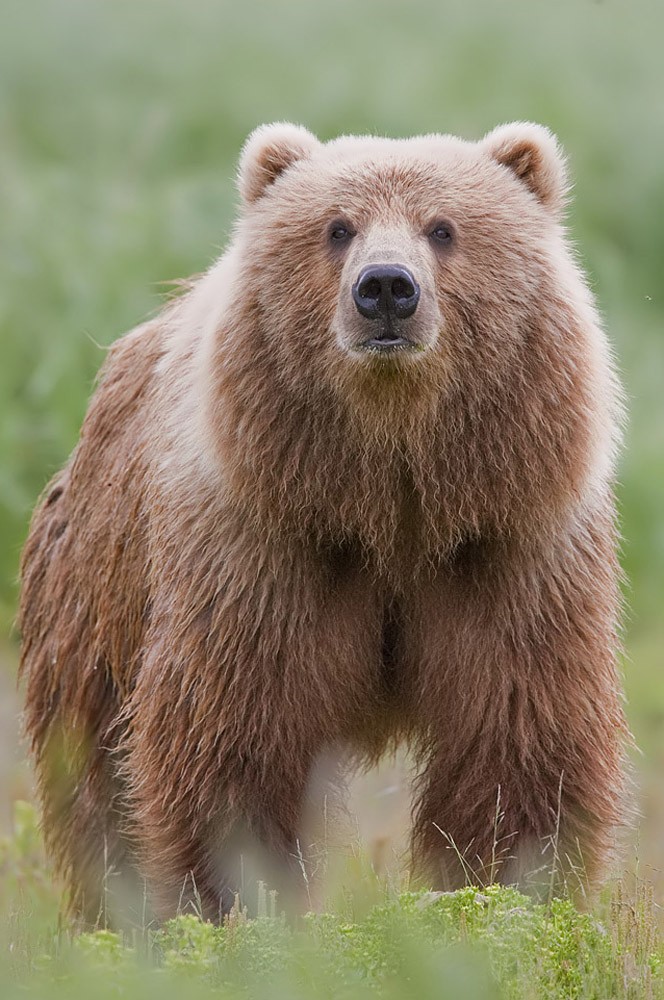 Bear (Ursus)