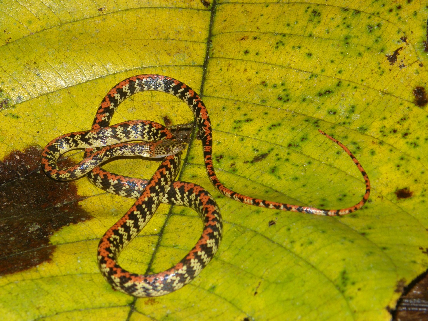 Panama spotted night snake (Siphlophis cervinus)