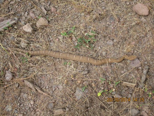 Crotalus willardi silus (Crotalus willardi silus)
