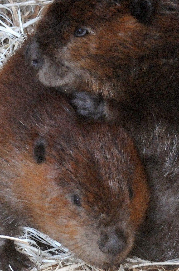 Beavers (Castor)