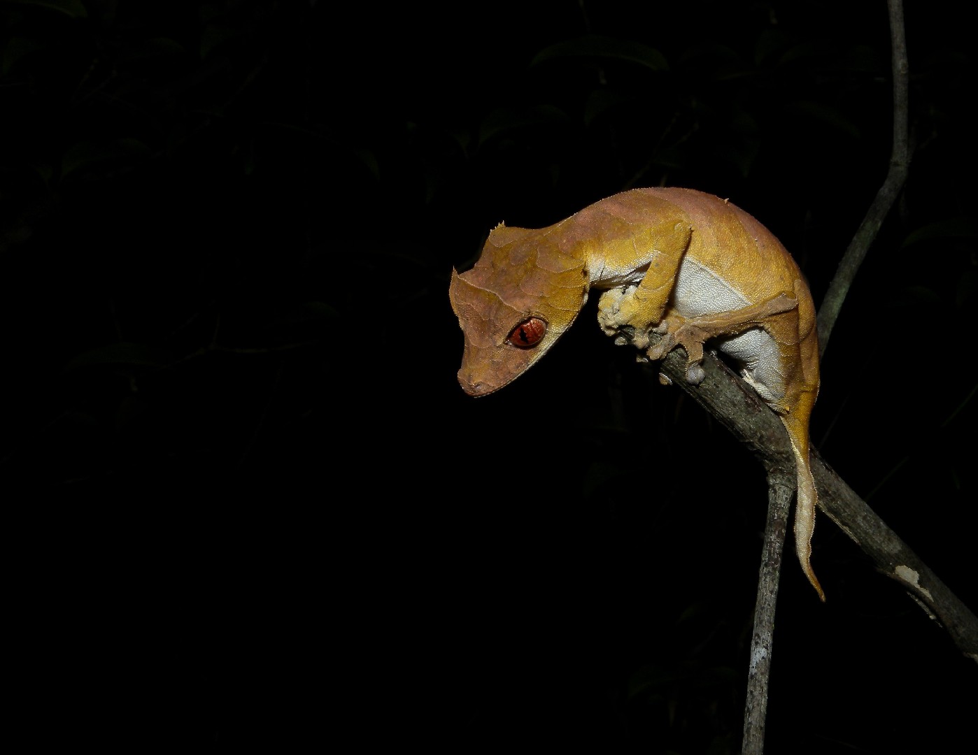 Leaf-tail geckos (Uroplatus)