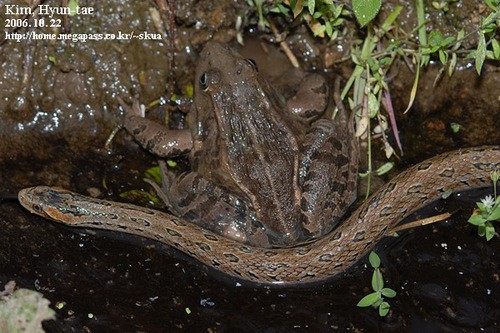 Elaphe rufodorsata (Oocatochus rufodorsatus)