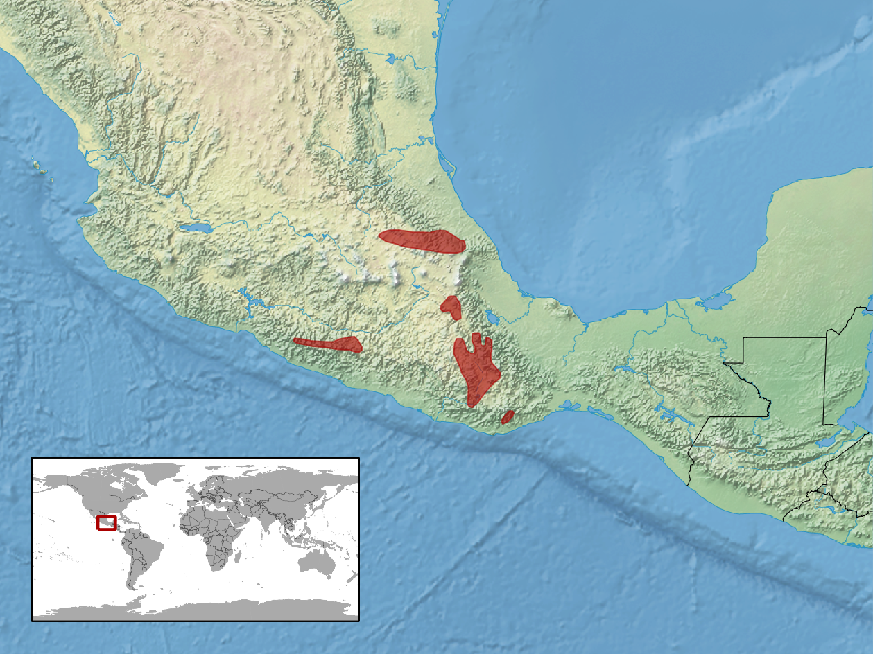 Cascabel enana (Crotalus intermedius)