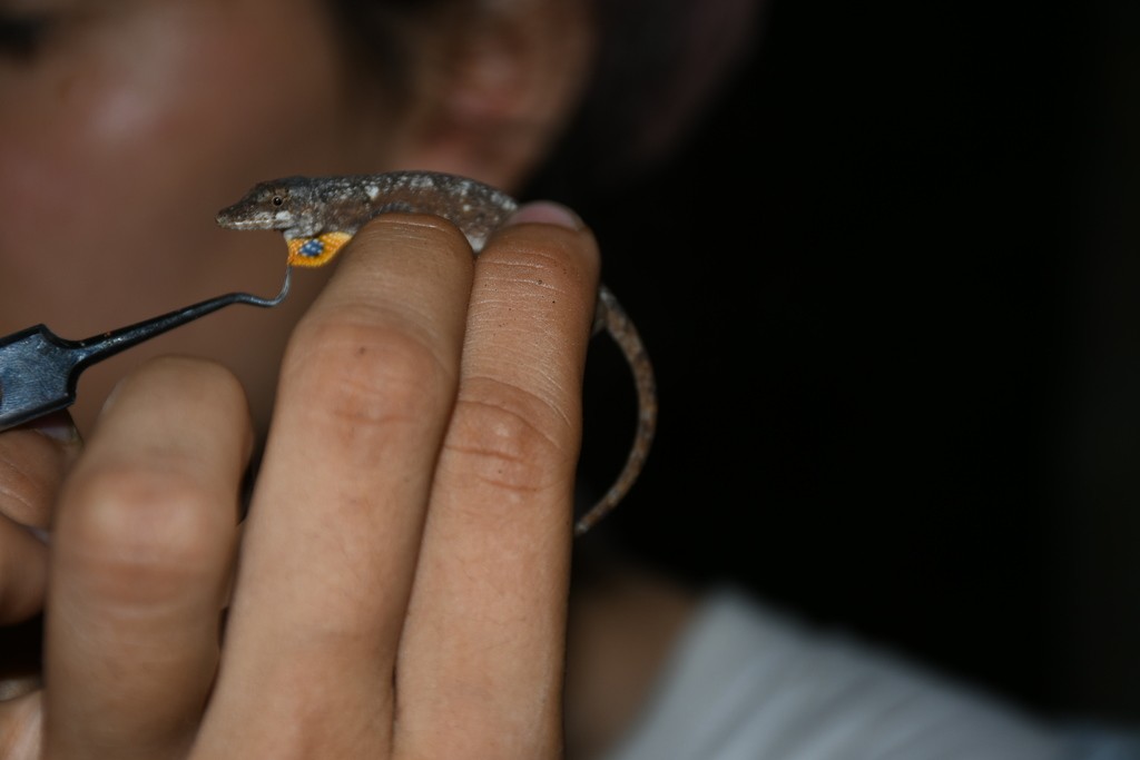 Anolis blanco (Anolis laeviventris)