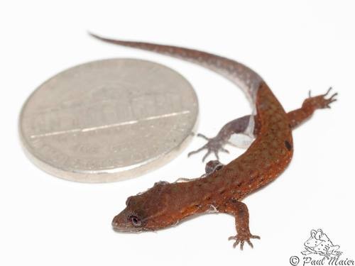 Scaly-eyed geckos (Lepidoblepharis)