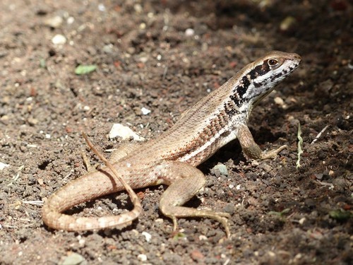 Cuban curlytail lizard (Leiocephalus cubensis)