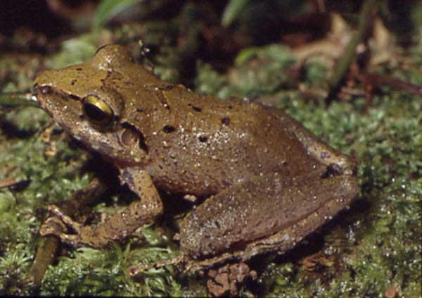 Rio Mamore Robber Frog (Pristimantis fenestratus)