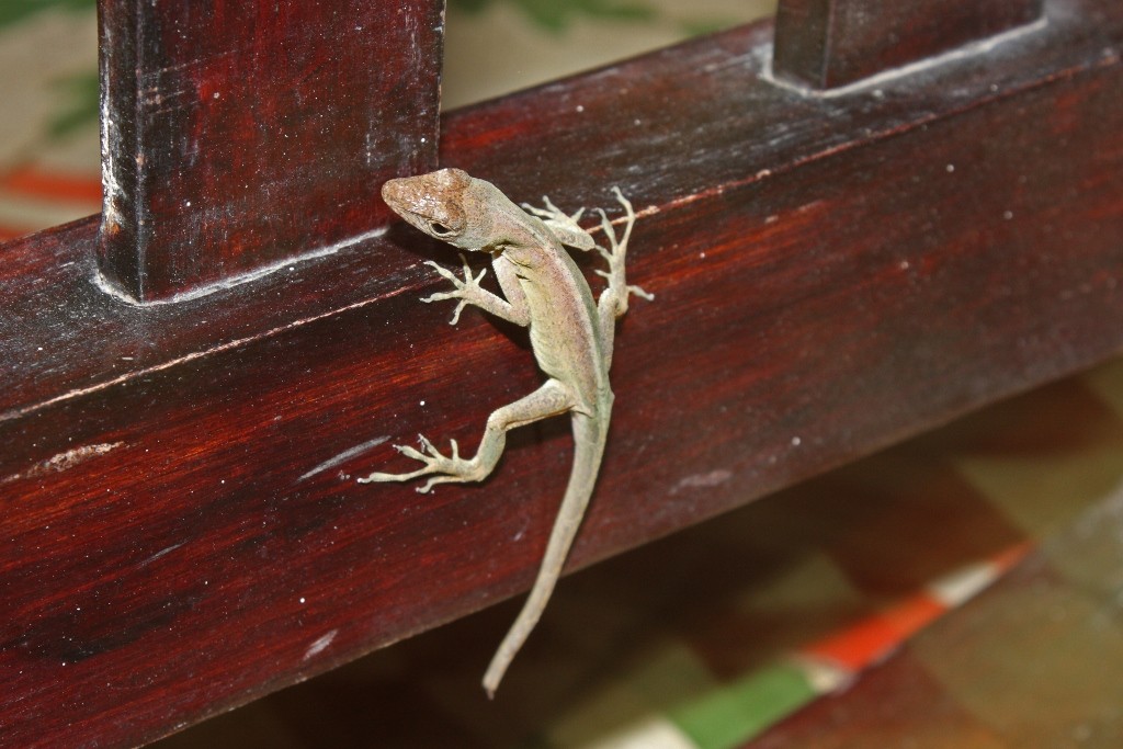 Central anole (Anolis centralis)