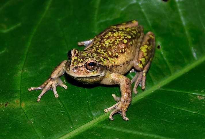 Fitzinger neotropical treefrogs (Dendropsophus)