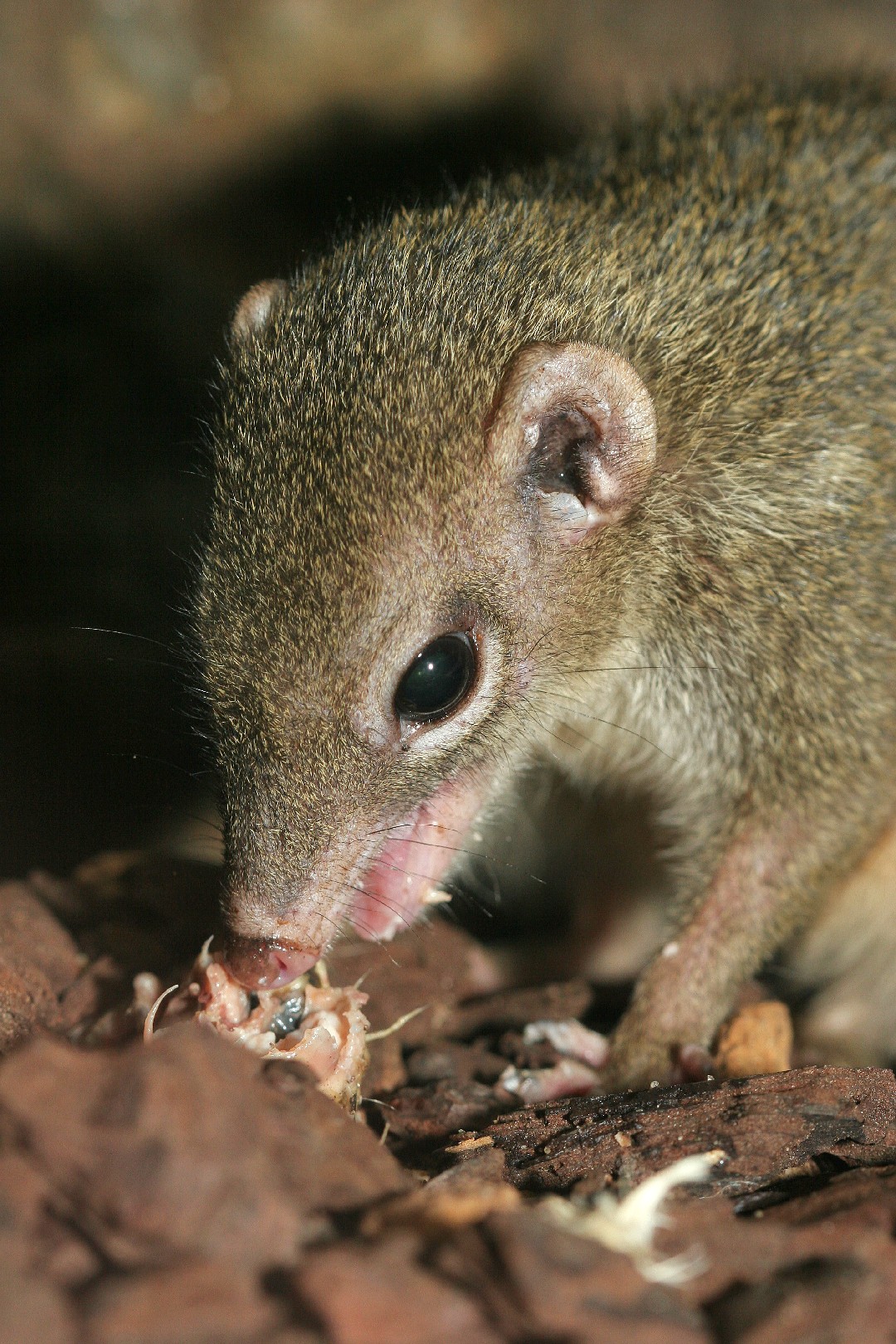 Gewöhnliches spitzhörnchen (Tupaia glis)