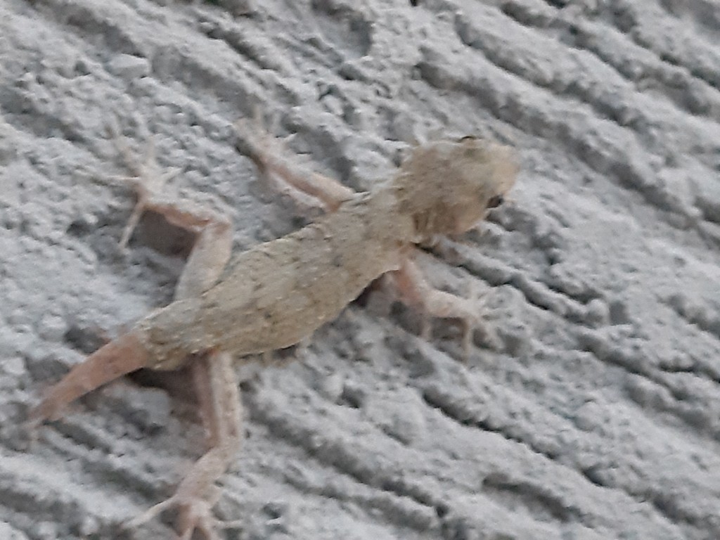 Kotschy's gecko (Mediodactylus kotschyi)