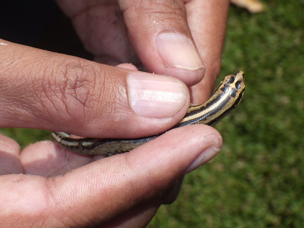Java forest skink (Sphenomorphus sanctus)
