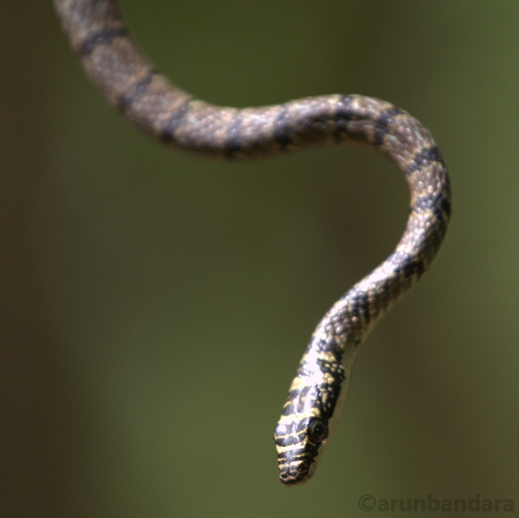 Flying snakes (Chrysopelea)