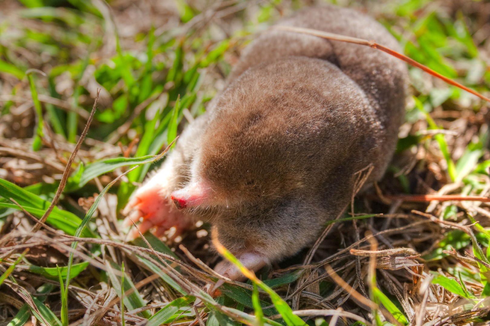 Eastern moles (Scalopus)