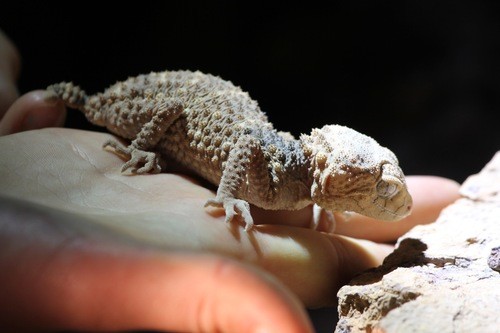 Knob-tailed geckos (Nephrurus)