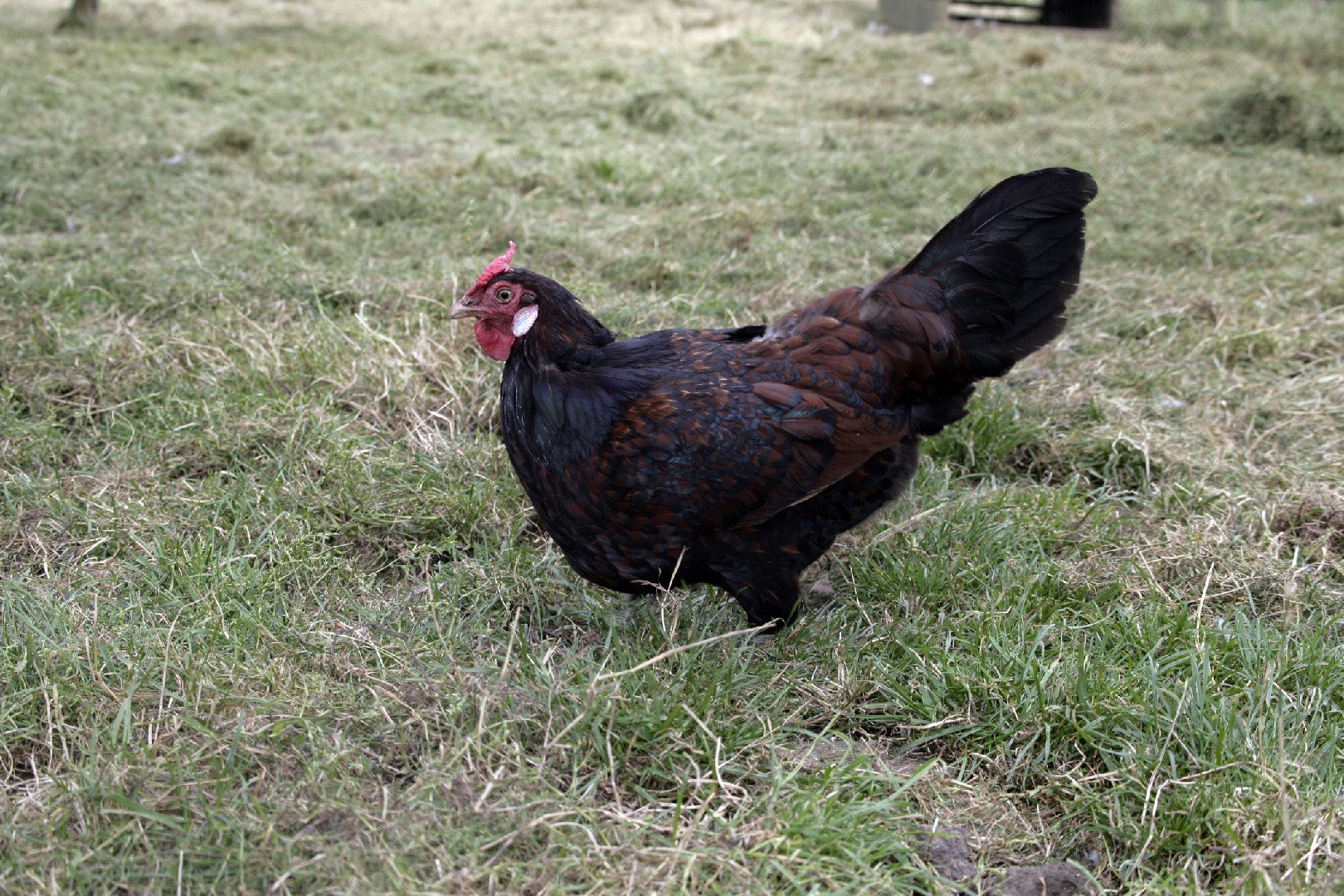 Old English Pheasant Fowl Chicken (Gallus gallus domesticus 'Old English Pheasant Fowl')